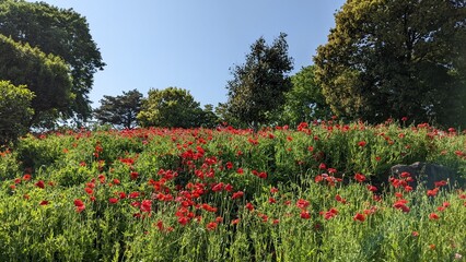 Champ de coquelicot Tachikawa Tokyo Japon