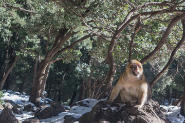 Barbary Macaque in Ifrane National Park, Middle Atlas Mountains, Morocco.