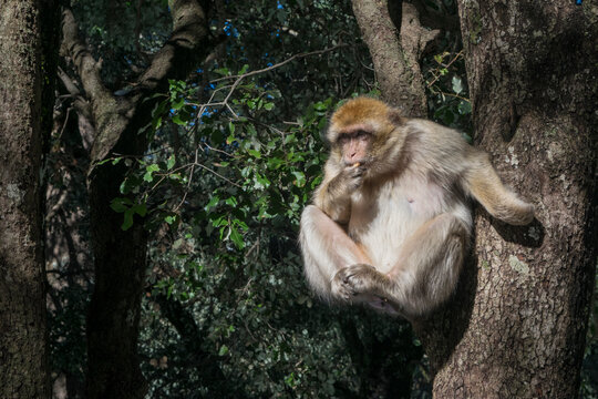 Barbary Macaque in Ifrane National Park, Middle Atlas Mountains, Morocco.