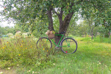 Fototapeta premium Summer gardening concept; Bouquet of pink and white hydrangea in old wicker basket on the vintage bicycle near the apple tree in summer sunny garden