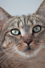 Close up of a tabby cat face