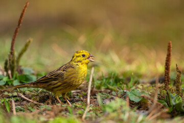 Obraz premium Yellowhammer