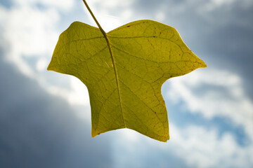 Fototapeta na wymiar Unusual shape of a tulip tree leaf. Liriodendron leaf