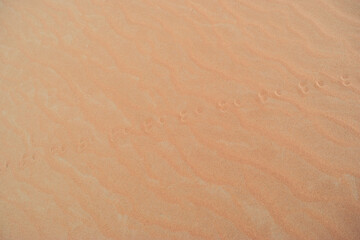 Jerboa Tracks in the Sand Dunes of Erg Chebbi, Sahara Desert, Morocco.