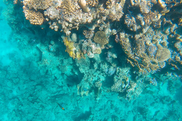 Fototapeta na wymiar a coral reef with living inhabitants is visible through the azure water.