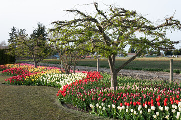 A tree in the middle of a flower bed with red, rose, yellow and white tulips at the Skagit Valley Tulip Festival, La Conner, USA