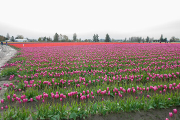 A shot of rows of pink tulip field at the Skagit Valley Tulip Festival, La Conner, USA