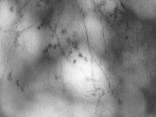 Shadow of birch tree leaves and branches through white curtains. Abstract neutral nature concept blurred background. Space for text.