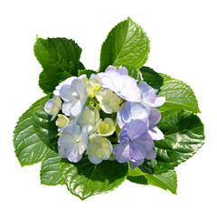 Hydrangea Flower Arrangement