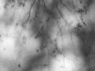 Shadow of birch tree leaves and branches through white curtains. Abstract neutral nature concept blurred background. Space for text.