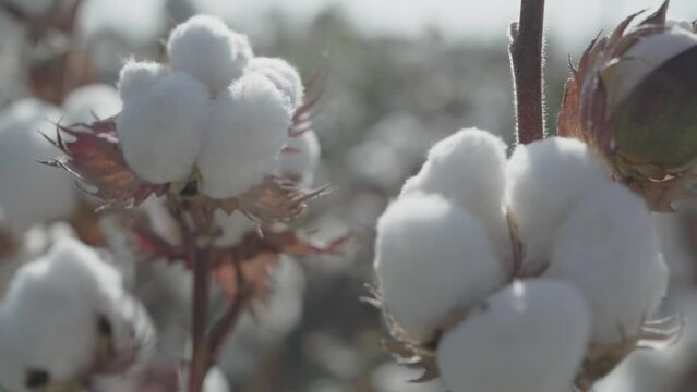 Agriculture - Beautiful, perfect cotton bolls, high yield - Agribusiness