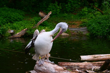 Krauskopfpelikan (4)