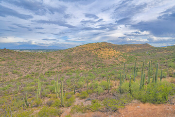 Fototapeta na wymiar Hill land with a field with saguaro cactuses in Tucson, Arizona