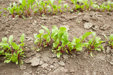 Leaf of beet root. Fresh green leaves of beetroot or beet root seedling. Row of green young beet leaves growth in organic farm. Closeup beetroot leaves growing on garden bed. Field of beetroot foliage