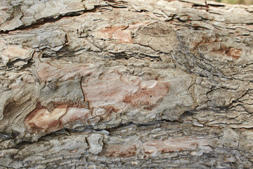 Pine bark background  and eucalyptus tree bark texture. Tree Bark with Lichens.