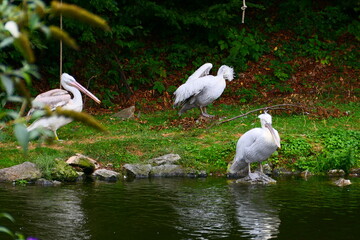 Krauskopfpelikane am Wasser