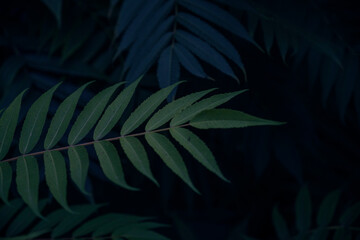 Large tree leaves in the evening