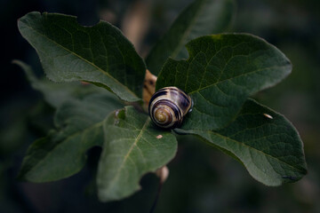 snail on leaves
