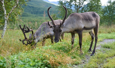 Two reindeers graze in the Polar Park, Bardu municipality, Norway, one of the most northern animal parks. Reindeers in their natural habitat. Velvet layer of the reindeers' antlers. Vacation in Norway