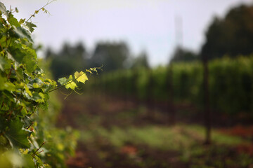 Vine close-up on the background of a vineyard.Young leaves of grapes.Copy space.