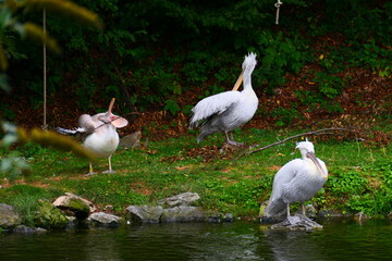 Krauskopfpelikane am Teichufer
