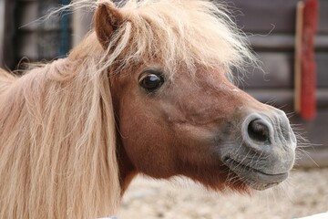 Portrait vom braunen Pony