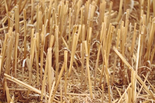 Stoppelfeld mit Halmen vom Getreide