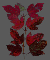 Distorted solarized branches of red leaves  unique colors