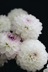 white chrysanthemum flower