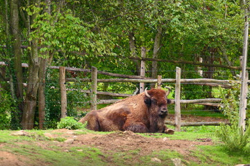 Bison (6)
