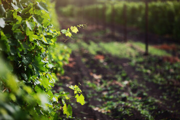 Vine close-up on the background of a vineyard.Young leaves of grapes. Copy space.Sunlight.Concept of viticulture.