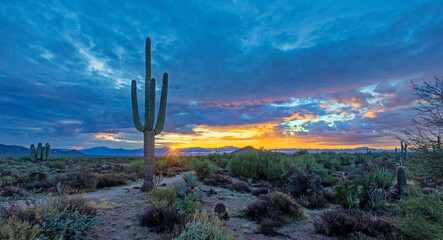 Wide Ratio Desert Sunrise Landscape With Cactus In Arizona At Sunrise