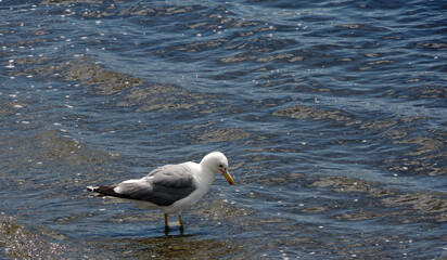 A seagull wading in the shallow water of a lake near an ocean bay