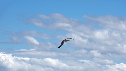 A gray seagull flying high in the cloudy blue summer sky