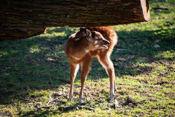 piccolo cucciolo di cervo in un prato soro