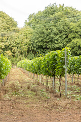 Fototapeta na wymiar rows of green grape vines commercial harvest