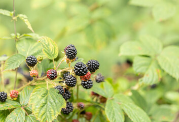 Blackberries grow in the garden. Ripe and unripe blackberries on a bush. food, selective focus
