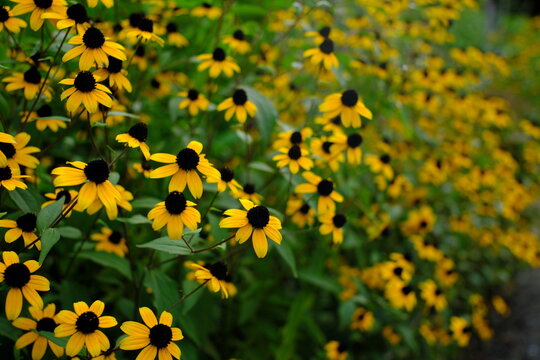 キヌガサギク Images Browse Stock Photos Vectors And Video Adobe Stock