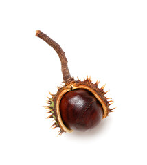 Chestnut with shell on white background