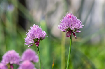Allium schoenoprasum chives pink violet flowering plant, herbaceous perennial kitchen edible ingredient in bloom
