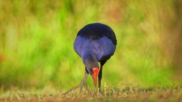 Australasian swamphen - Porphyrio melanotus, beautiful wetland bird. Colorful blue bird with red beak with nice green background photographed in the evening sun. Blue wild hen in Australia Queensland.