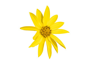 a PNG of a closeup of yellow flower isolated on white background