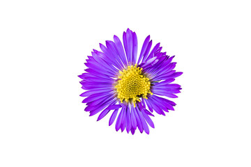 a PNG of a closeup of purple aster isolated on white background