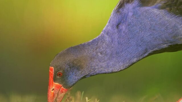 Australasian swamphen - Porphyrio melanotus, beautiful wetland bird. Colorful blue bird with red beak with nice green and orange background photographed in the evening sun. Blue wild hen in Australia.
