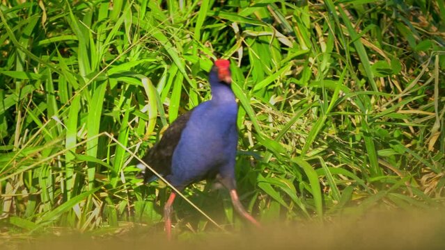 Australasian swamphen - Porphyrio melanotus, beautiful wetland bird. Colorful blue bird with red beak with nice green background photographed in the evening sun. Blue wild hen in Australia Queensland.