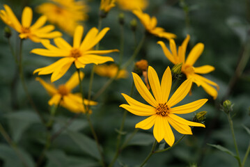 Against the background of dense green foliage in August, bright yellow flowers of Jerusalem artichoke bloom close-up macro