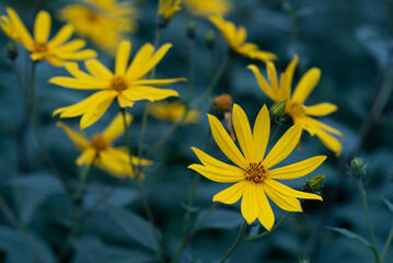 Against the background of dense green foliage in August, bright yellow flowers of Jerusalem...