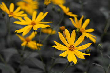 Against the background of dense green foliage in August, bright yellow flowers of Jerusalem artichoke bloom close-up macro