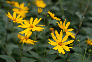 Against the background of dense green foliage in August, bright yellow flowers of Jerusalem...
