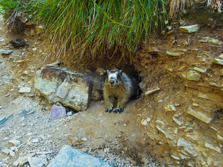Naklejka premium Marmot standing guard in front of their home